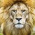 African male lion headshot looking into camera